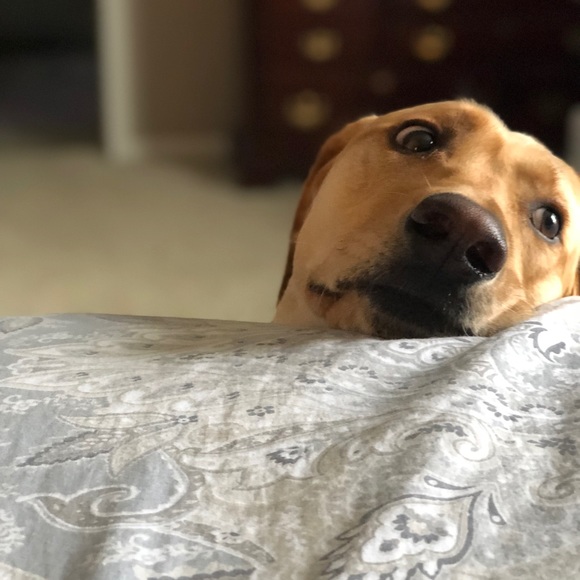 Meet your Posher, Kyrsten - Picture 2 of 2